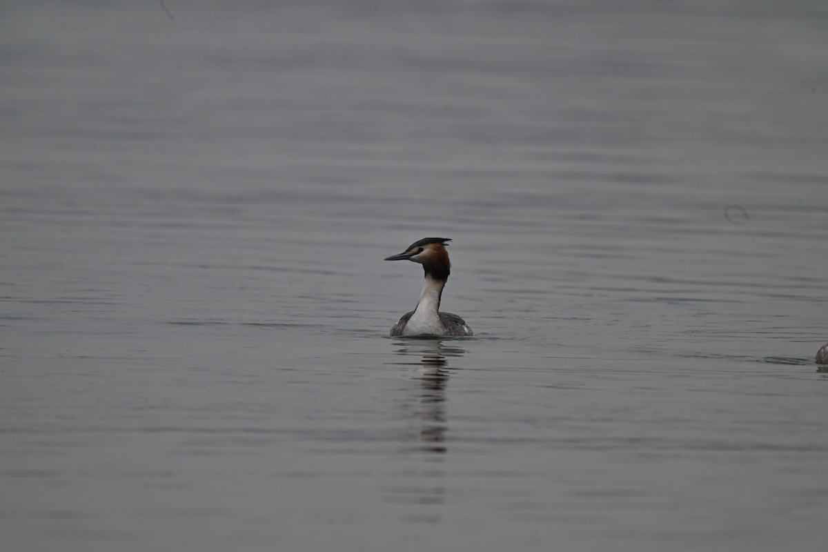 Great Crested Grebe - ML614885591