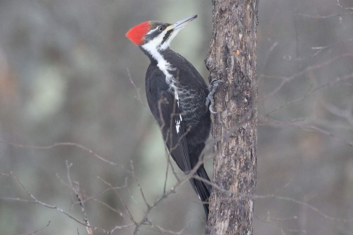 Pileated Woodpecker - ML614885665