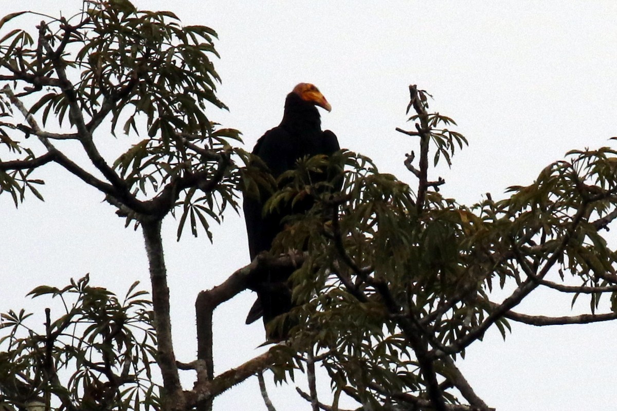 Greater Yellow-headed Vulture - ML614885745