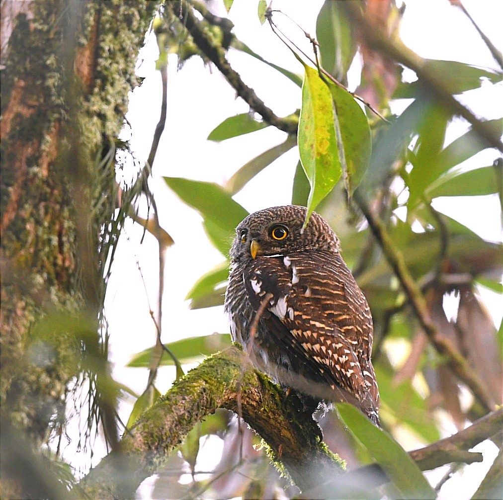 Asian Barred Owlet - ML614885749