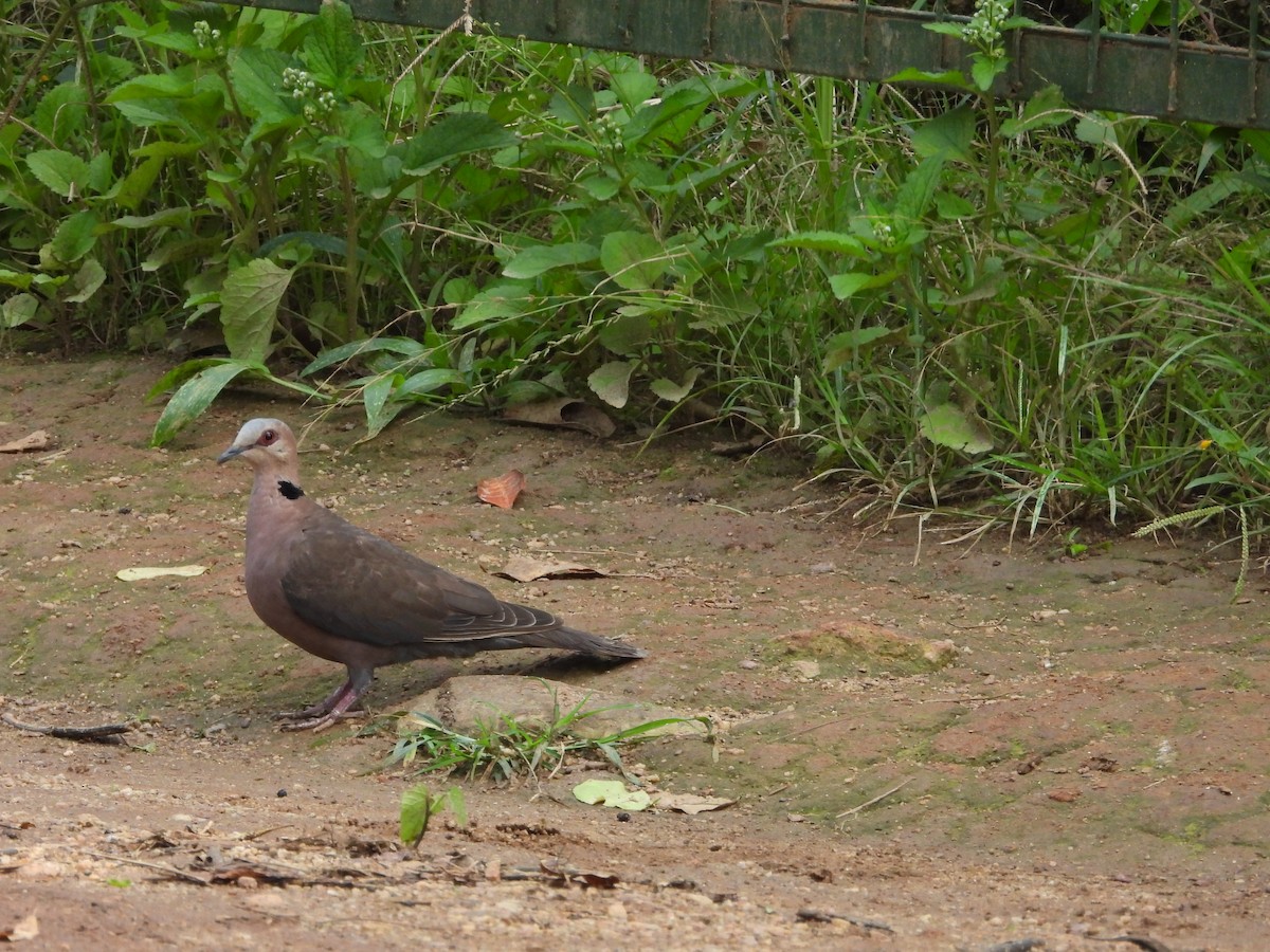Red-eyed Dove - ML614885756