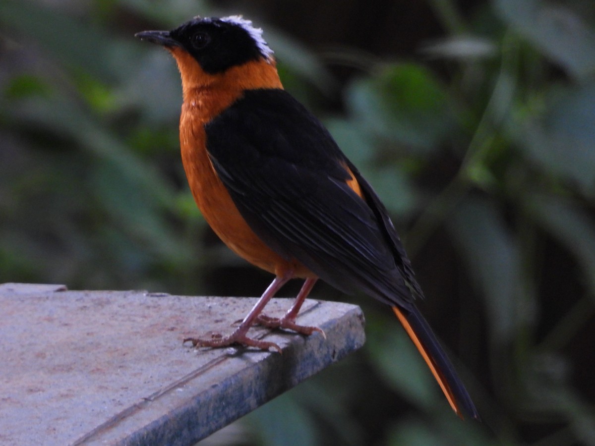 Snowy-crowned Robin-Chat - ML614885884