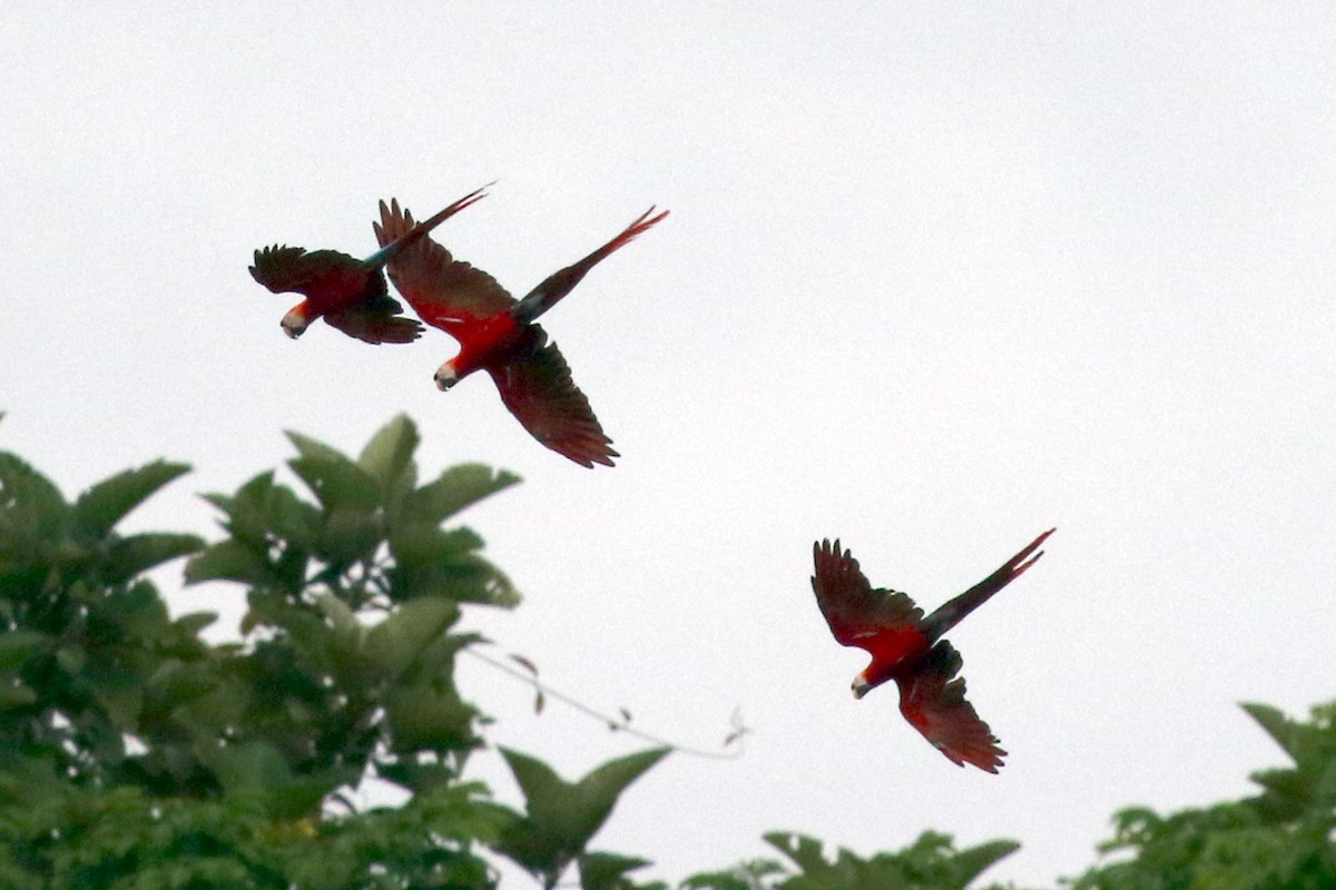 Scarlet Macaw - ML614885896