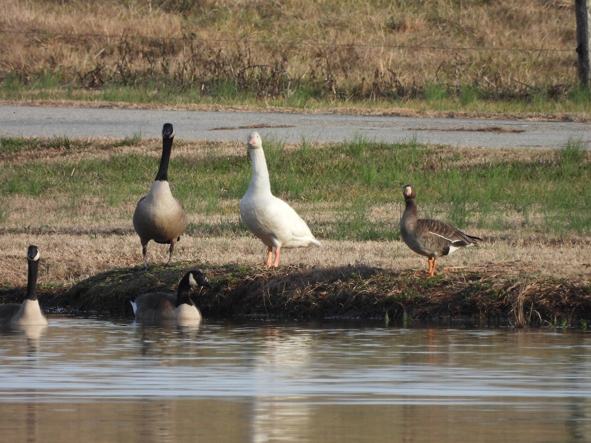 Greater White-fronted Goose - ML614886002