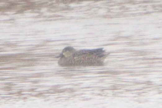 Blue-winged Teal - ML614886014