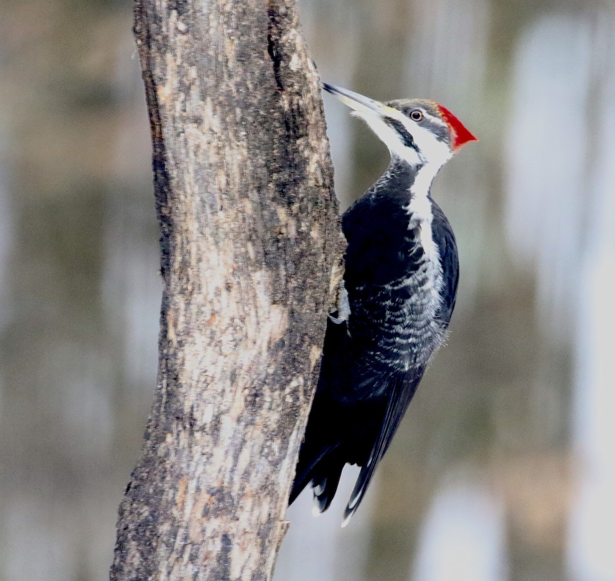 Pileated Woodpecker - ML614886094