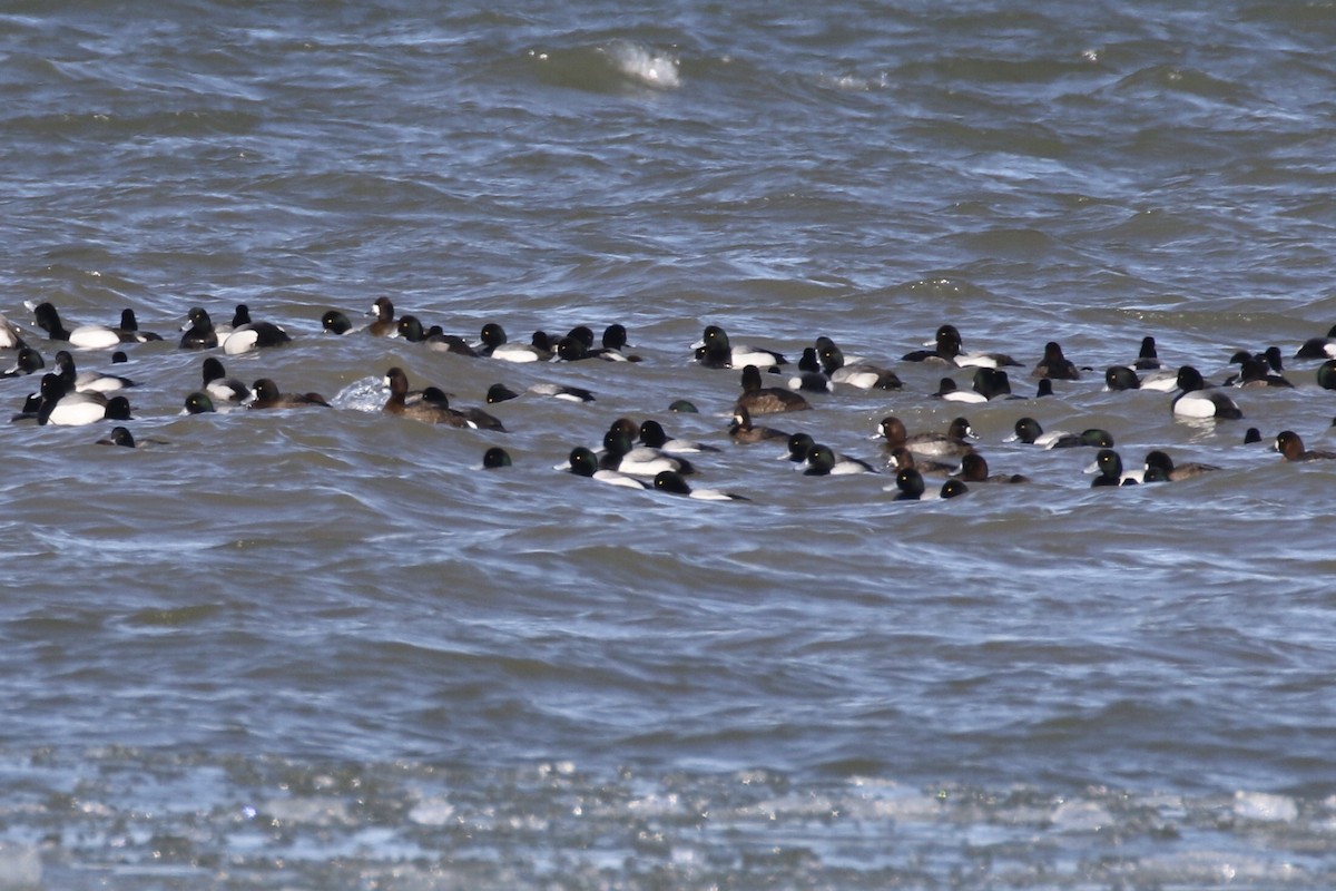 Greater Scaup - ML614886303