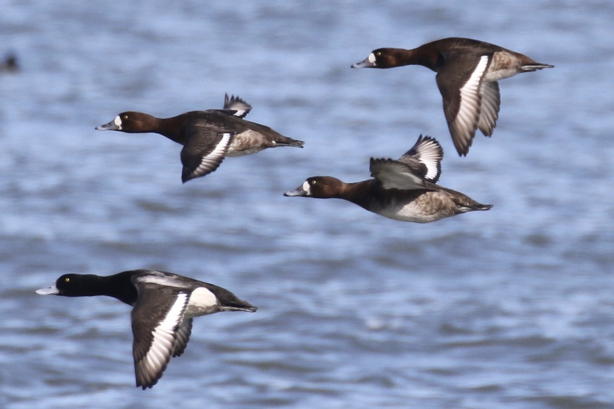 Greater Scaup - ML614886389