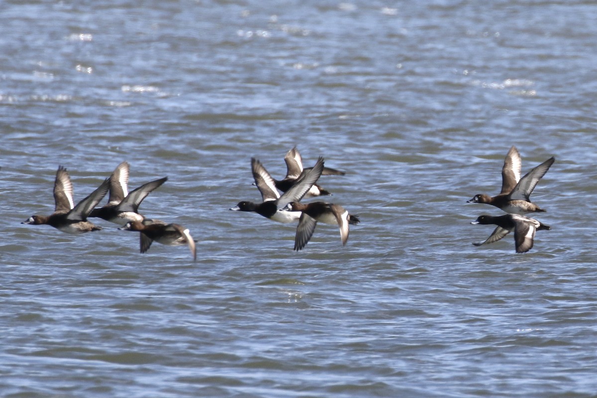 Greater Scaup - ML614886390