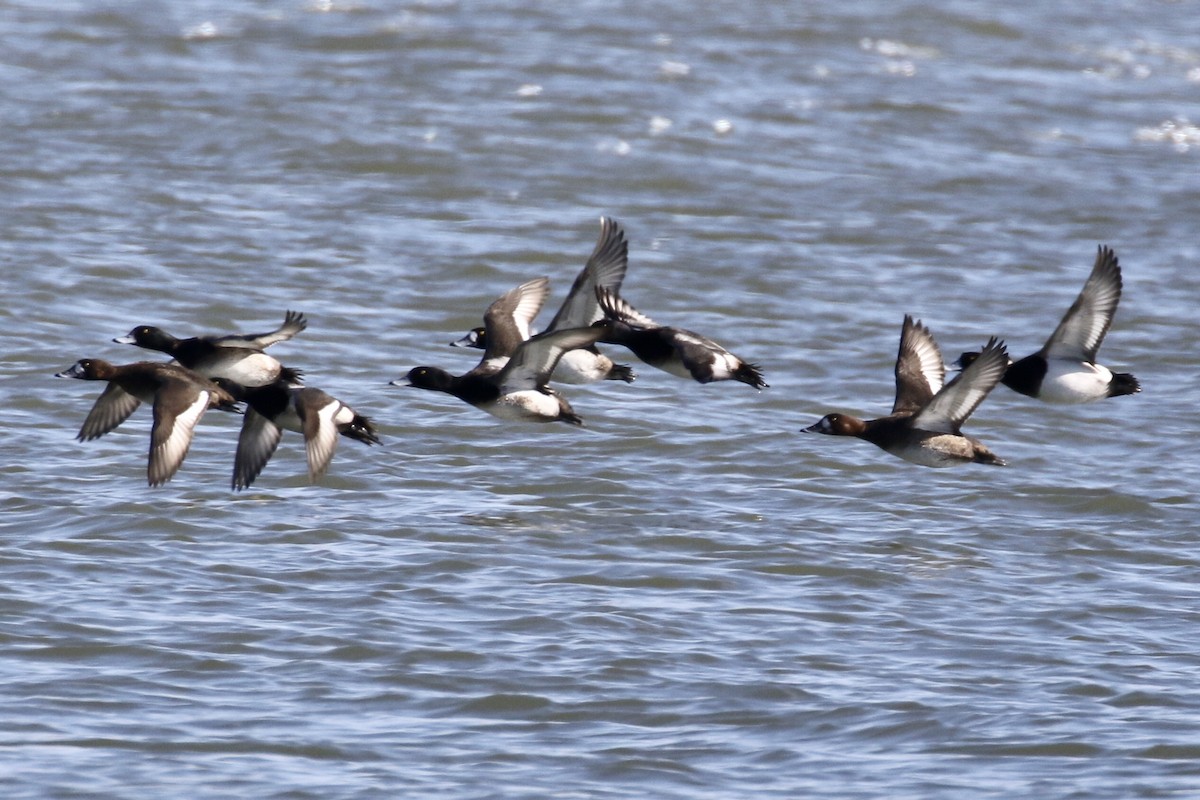 Greater Scaup - ML614886392