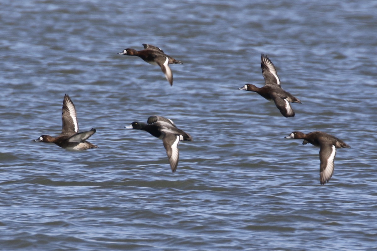 Greater Scaup - ML614886394