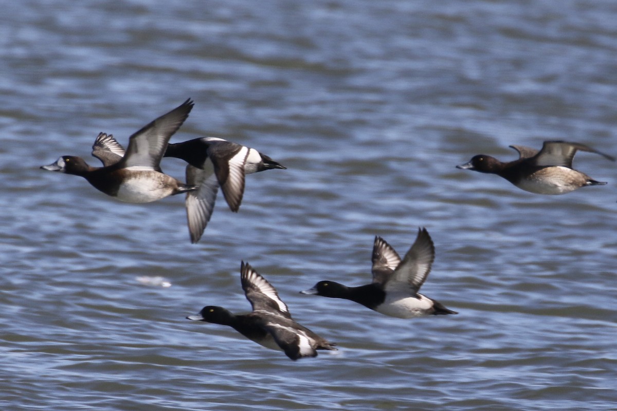 Greater Scaup - ML614886395