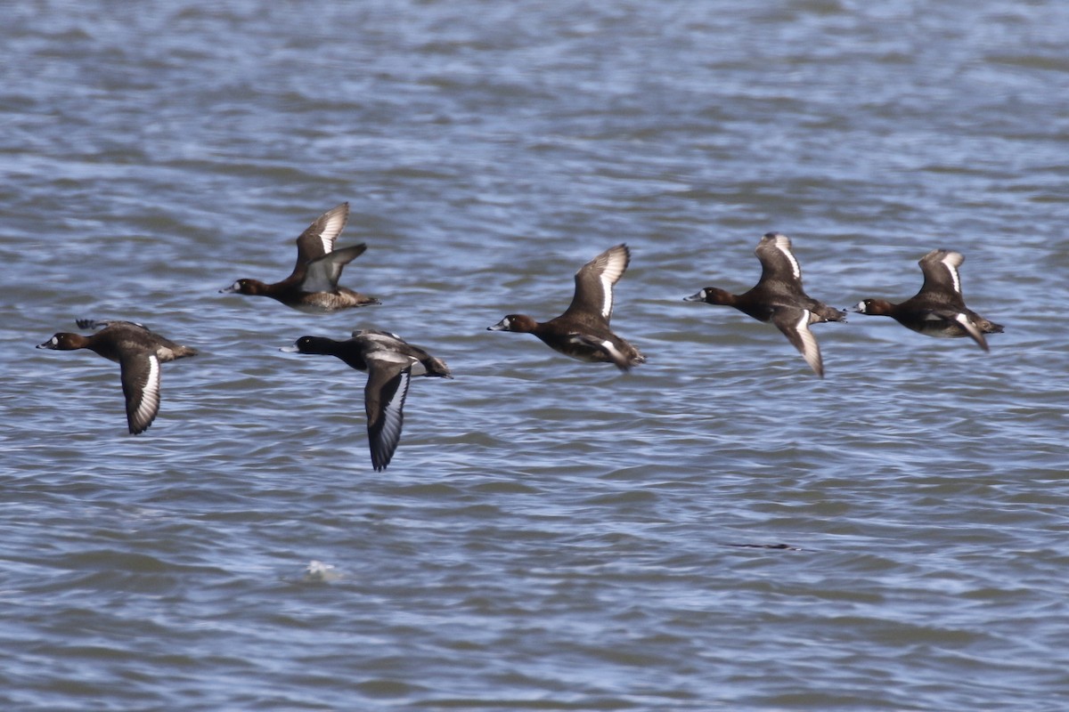 Greater Scaup - ML614886396