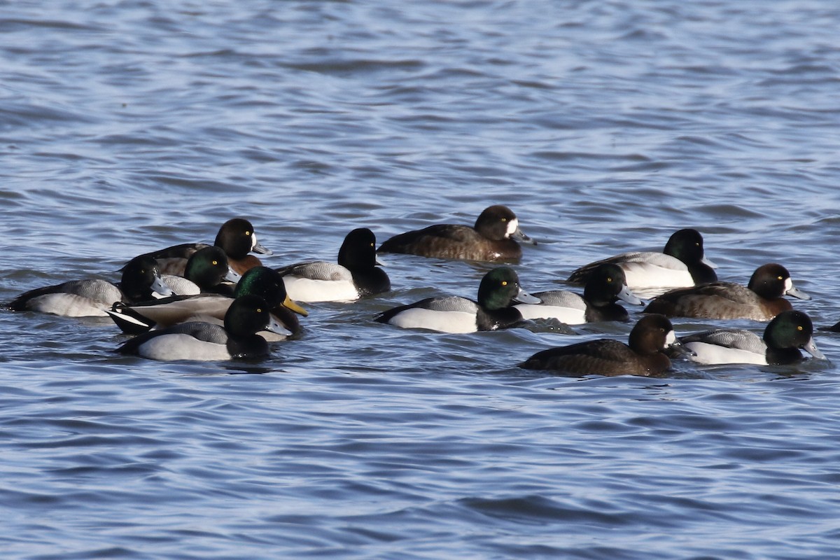 Greater Scaup - ML614886478