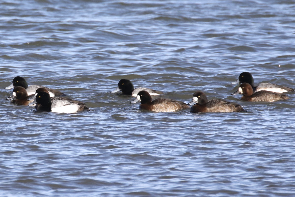 Greater Scaup - ML614886479