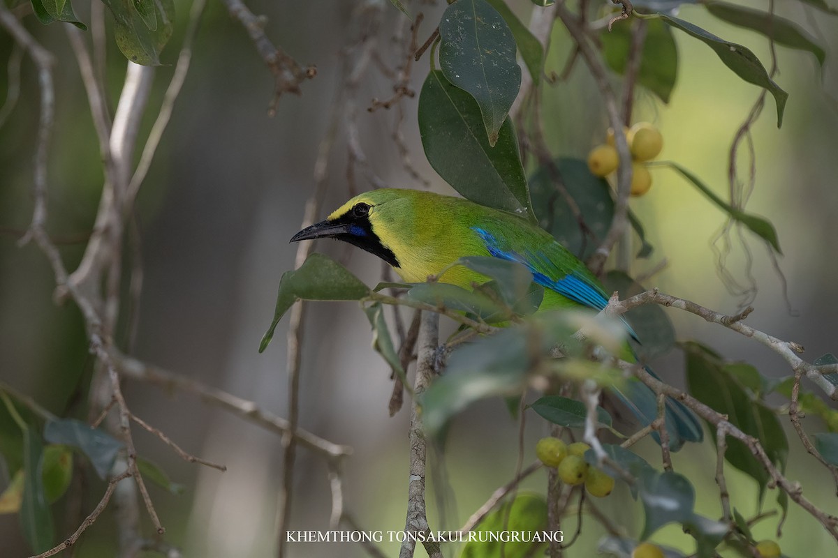 Blue-winged Leafbird - Khemthong Tonsakulrungruang