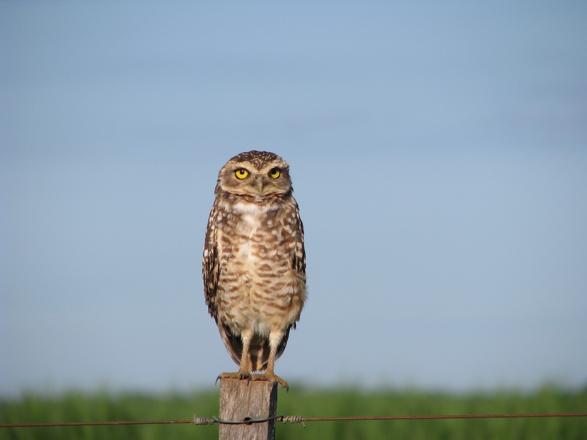 Burrowing Owl - ML614886689
