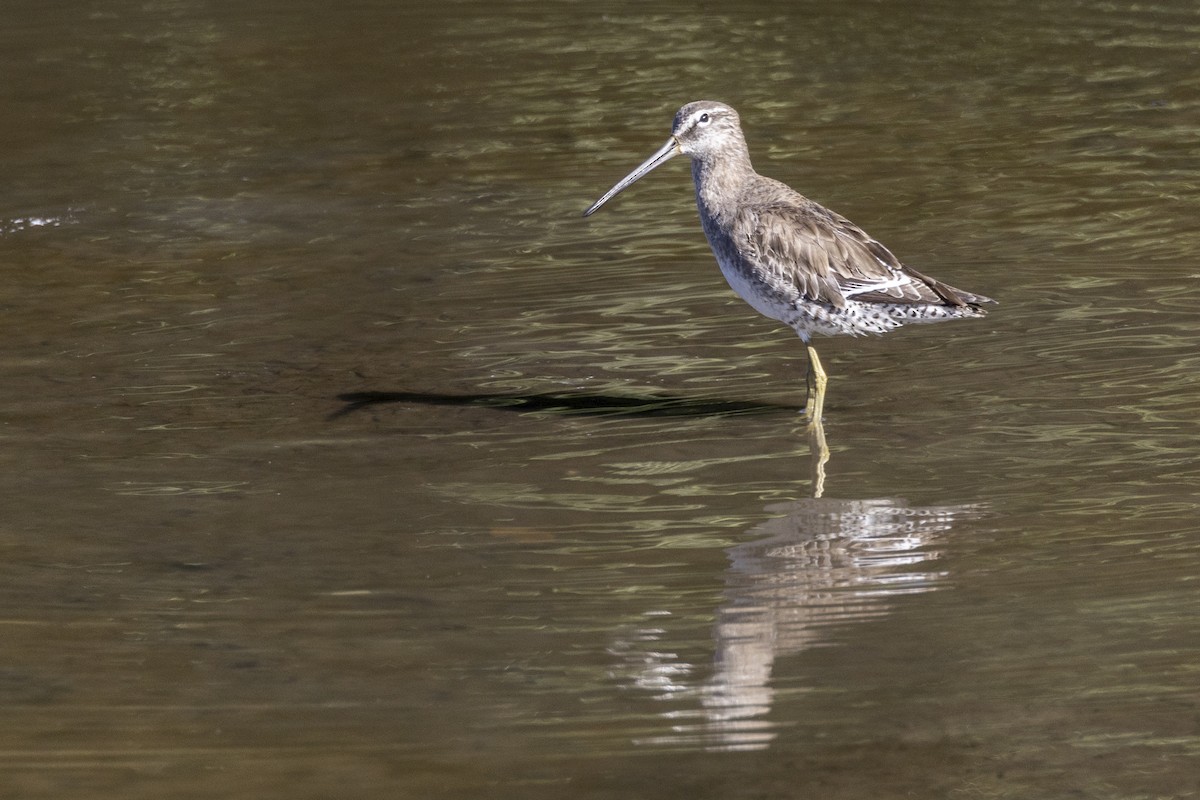 Long-billed Dowitcher - ML614887014