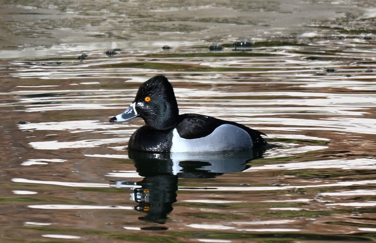 Ring-necked Duck - ML614887018