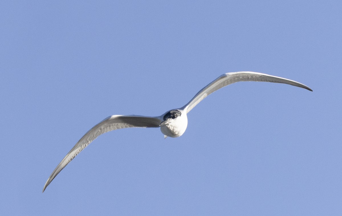 Gull-billed Tern - ML614887085