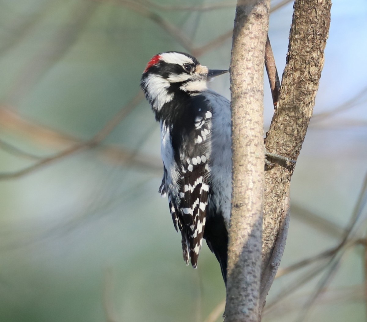 Downy Woodpecker - michael vedder