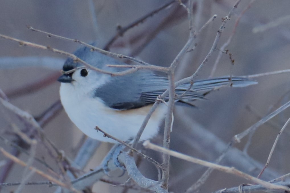 Tufted Titmouse - michael vedder