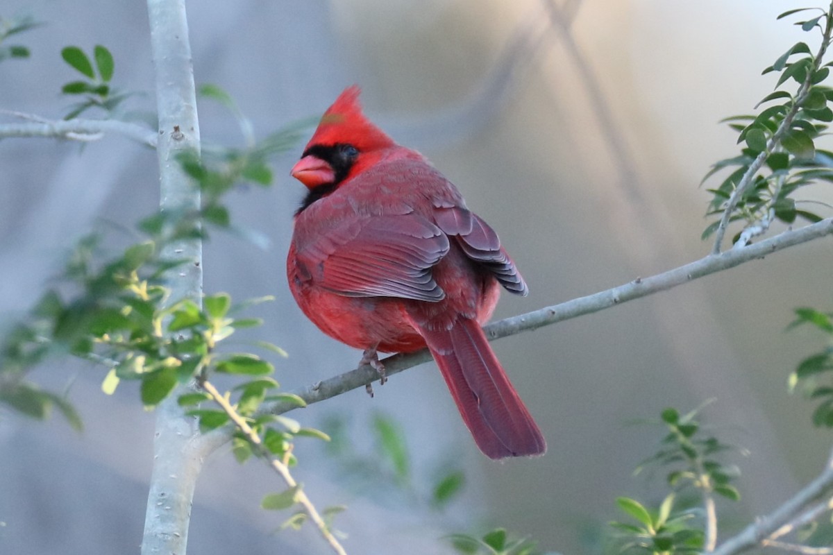Cardinal rouge - ML614887235