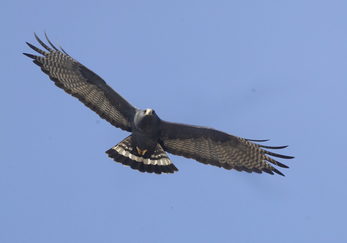 Zone-tailed Hawk - Sergio Rivero Beneitez