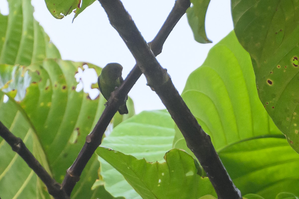 Yellow-capped Pygmy-Parrot - ML614887283