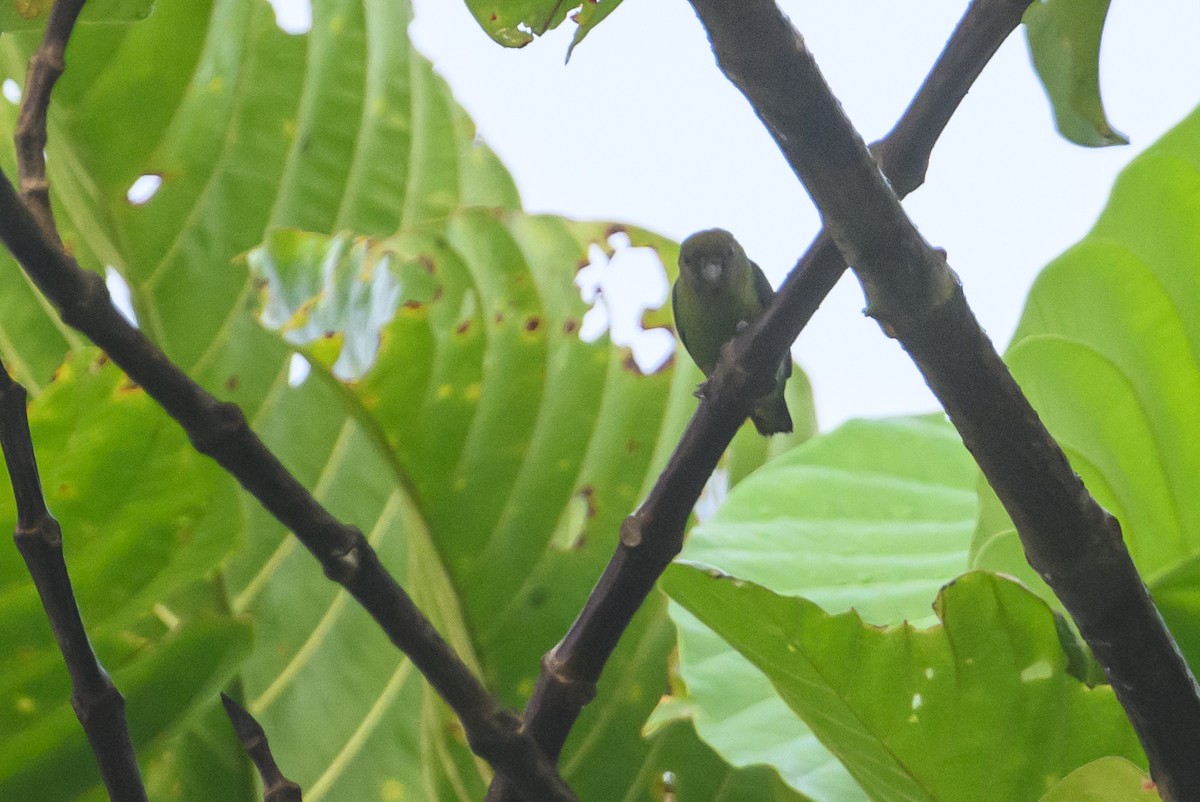 Yellow-capped Pygmy-Parrot - ML614887285