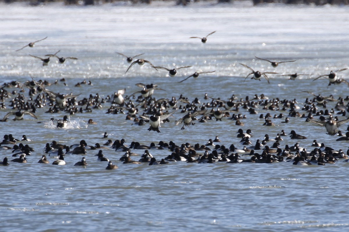 Greater Scaup - ML614887536