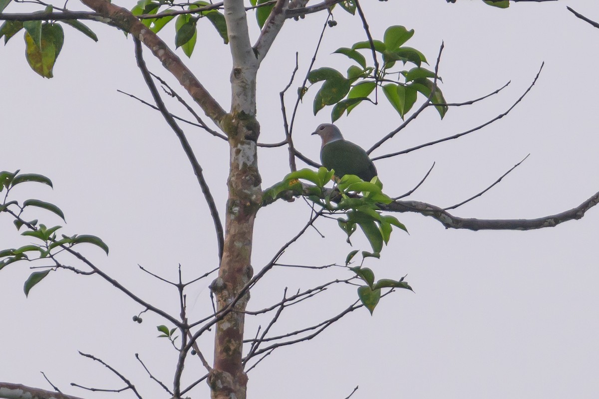 Purple-tailed Imperial-Pigeon - ML614887594