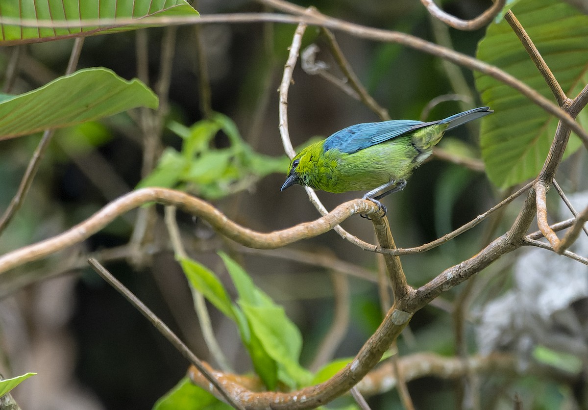 Dotted Tanager - David F. Belmonte