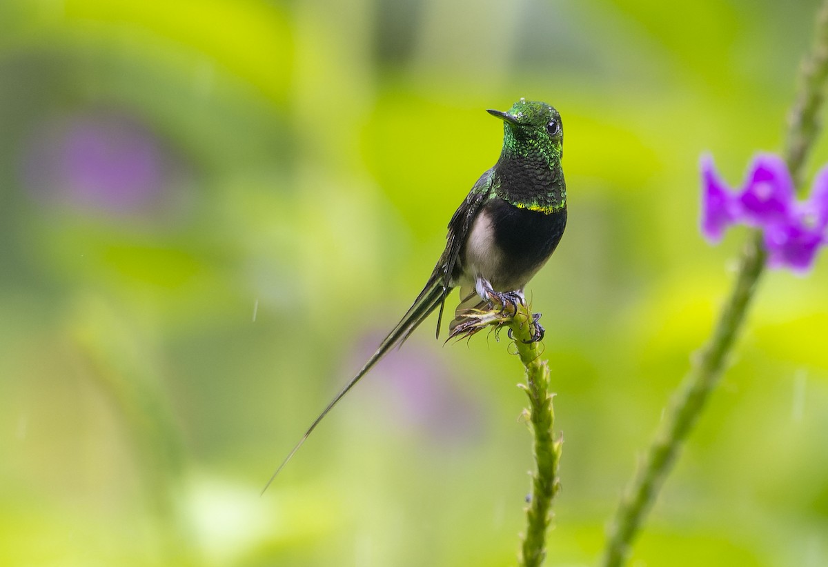 Black-bellied Thorntail - ML614887777