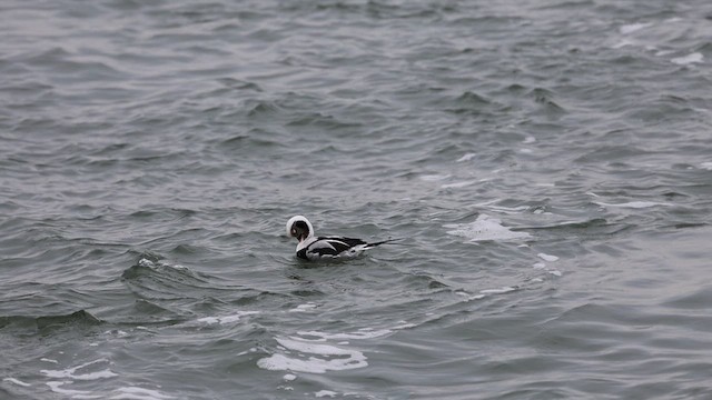Long-tailed Duck - ML614888224