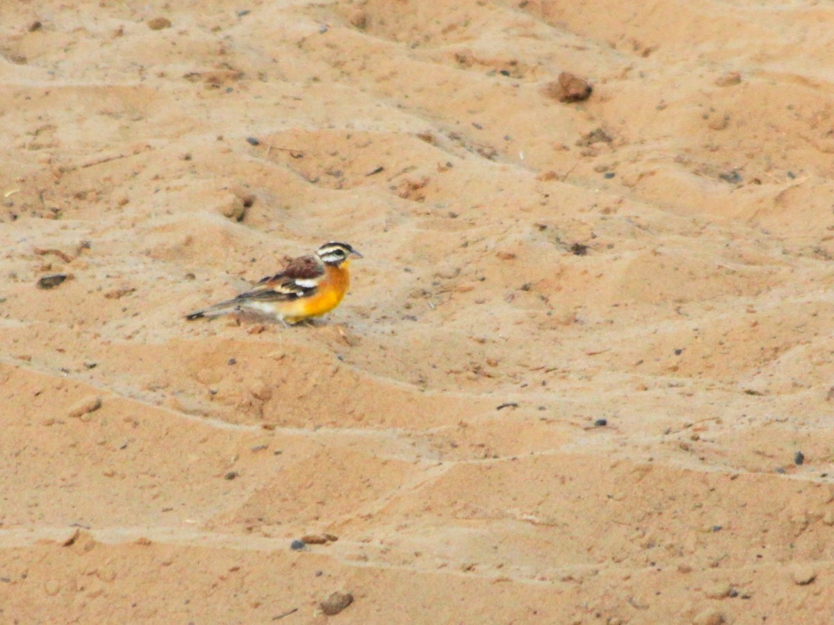 Golden-breasted Bunting - ML614888443
