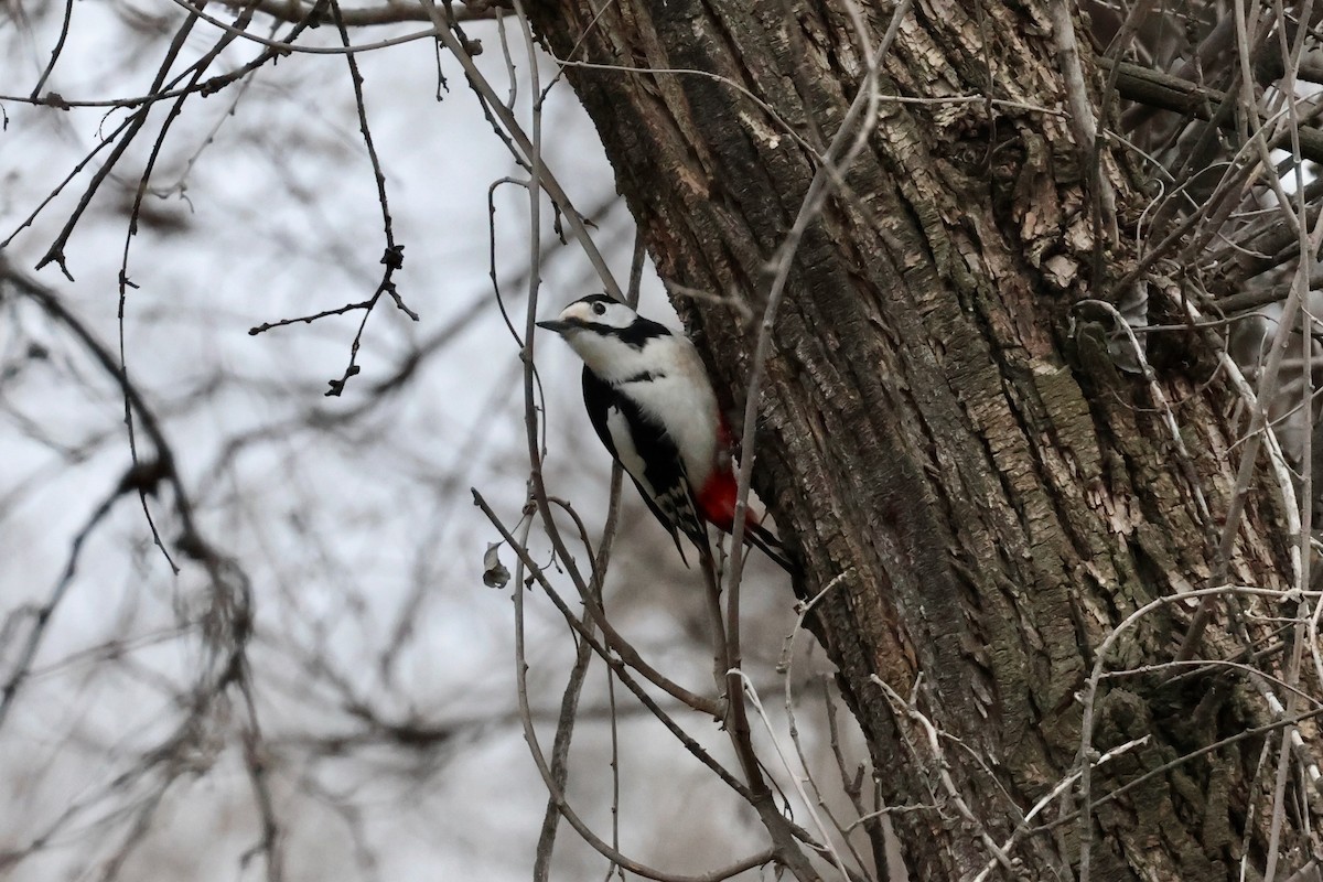 White-winged Woodpecker - ML614888574