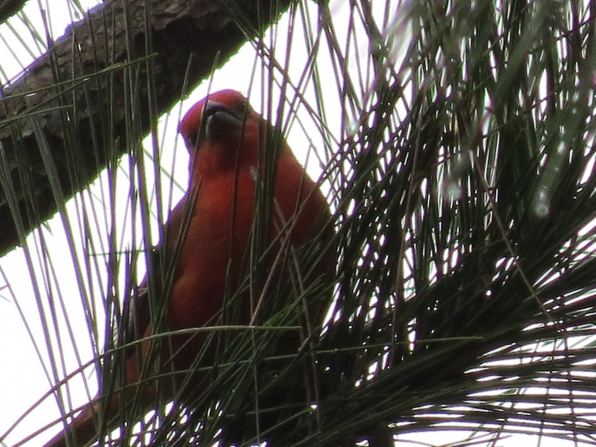 Hepatic Tanager (Lowland) - ML614888615