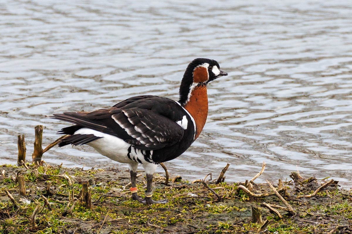 Red-breasted Goose - Lutz Duerselen