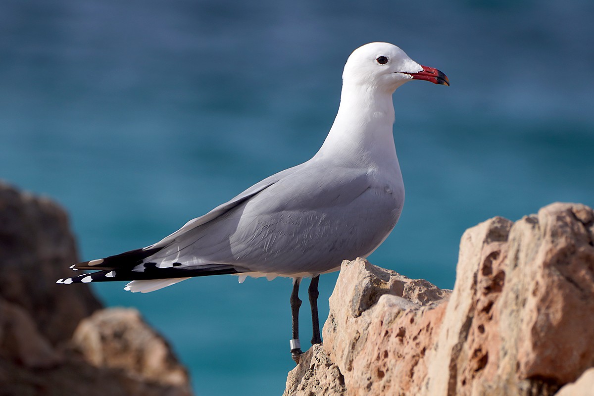 Audouin's Gull - Josep Manchado | BirdingMajorca.com