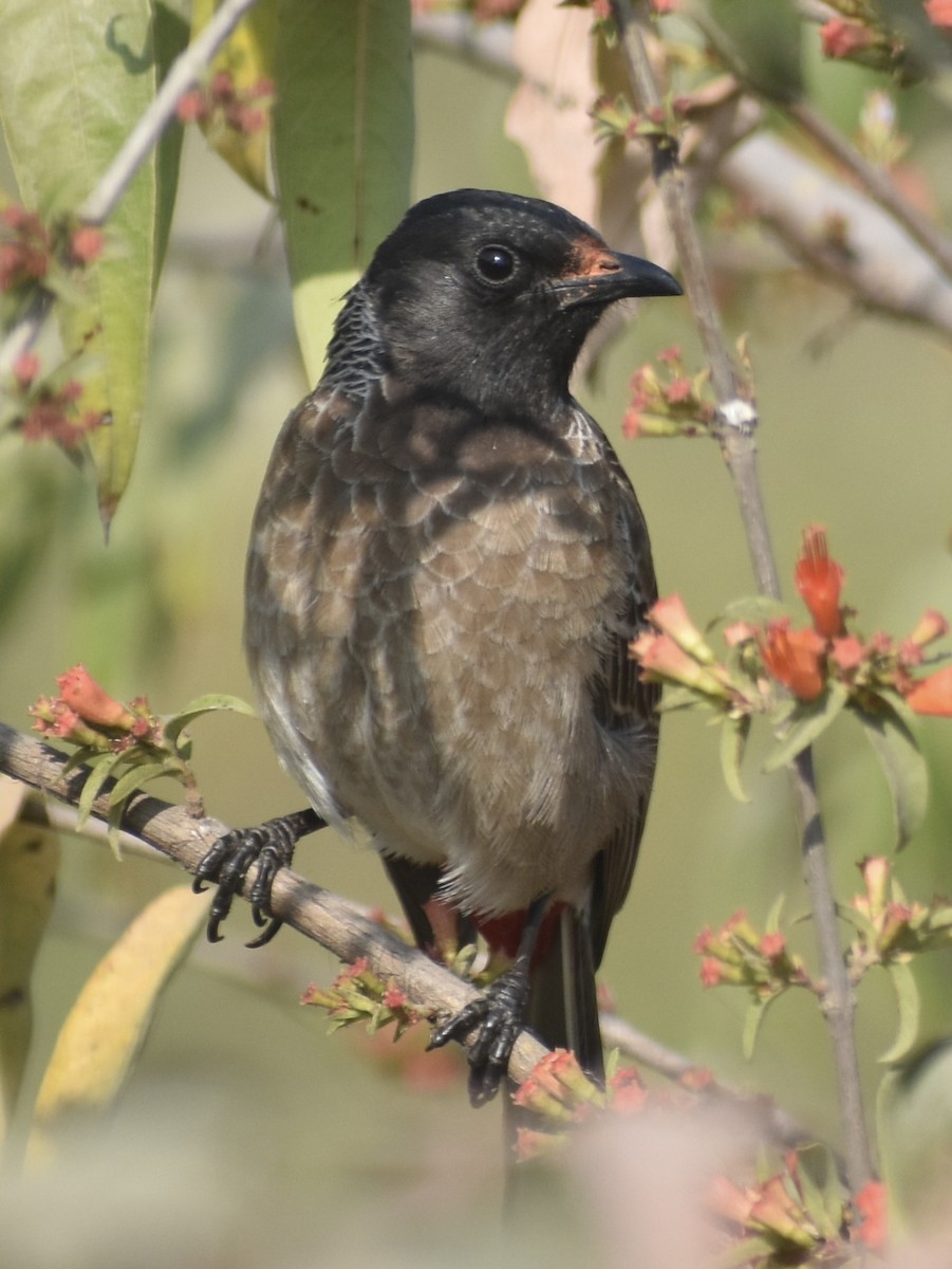 Red-vented Bulbul - ML614888724