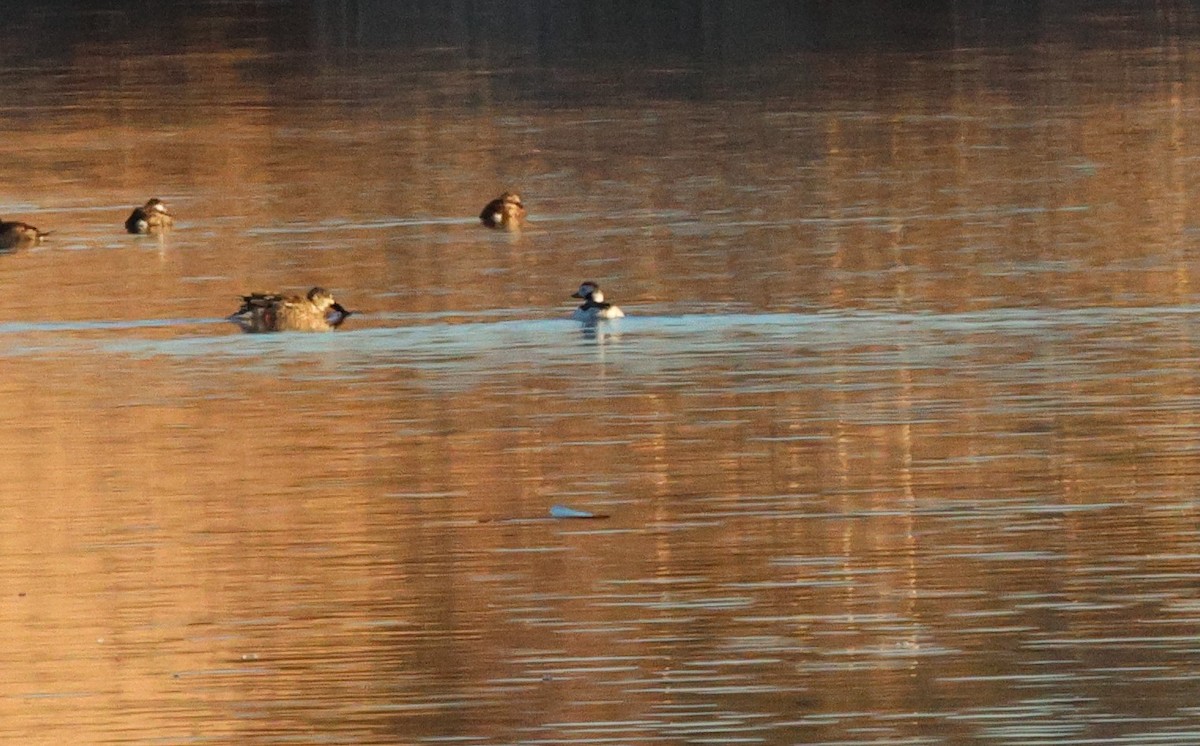 eBird Checklist 16 Feb 2024 Bosque del Apache NWRBoardwalk Lagoon