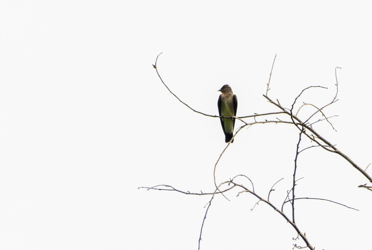Southern Rough-winged Swallow - ML614888994