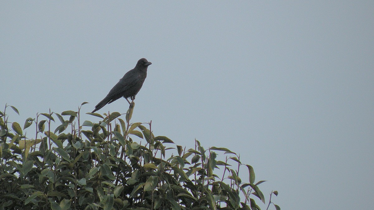 Large-billed Crow - ML614889132