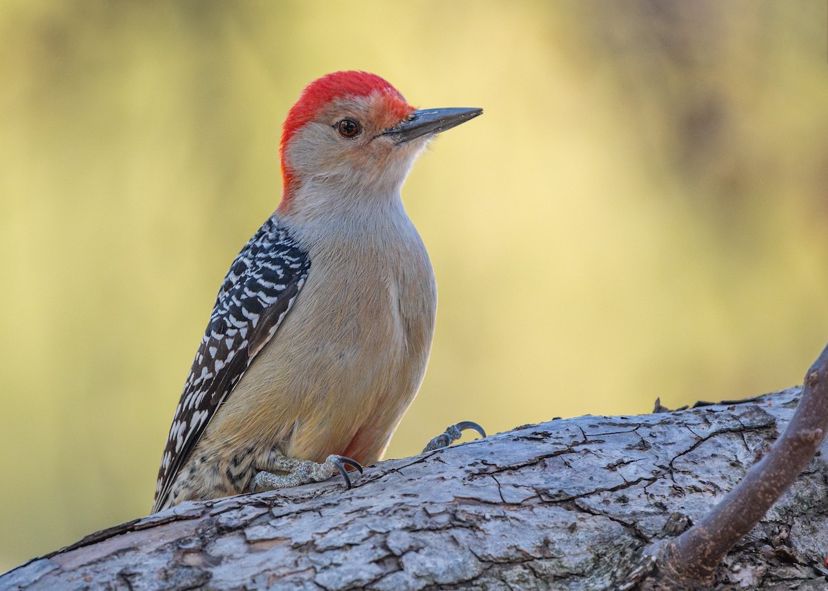 Red-bellied Woodpecker - ML614889185