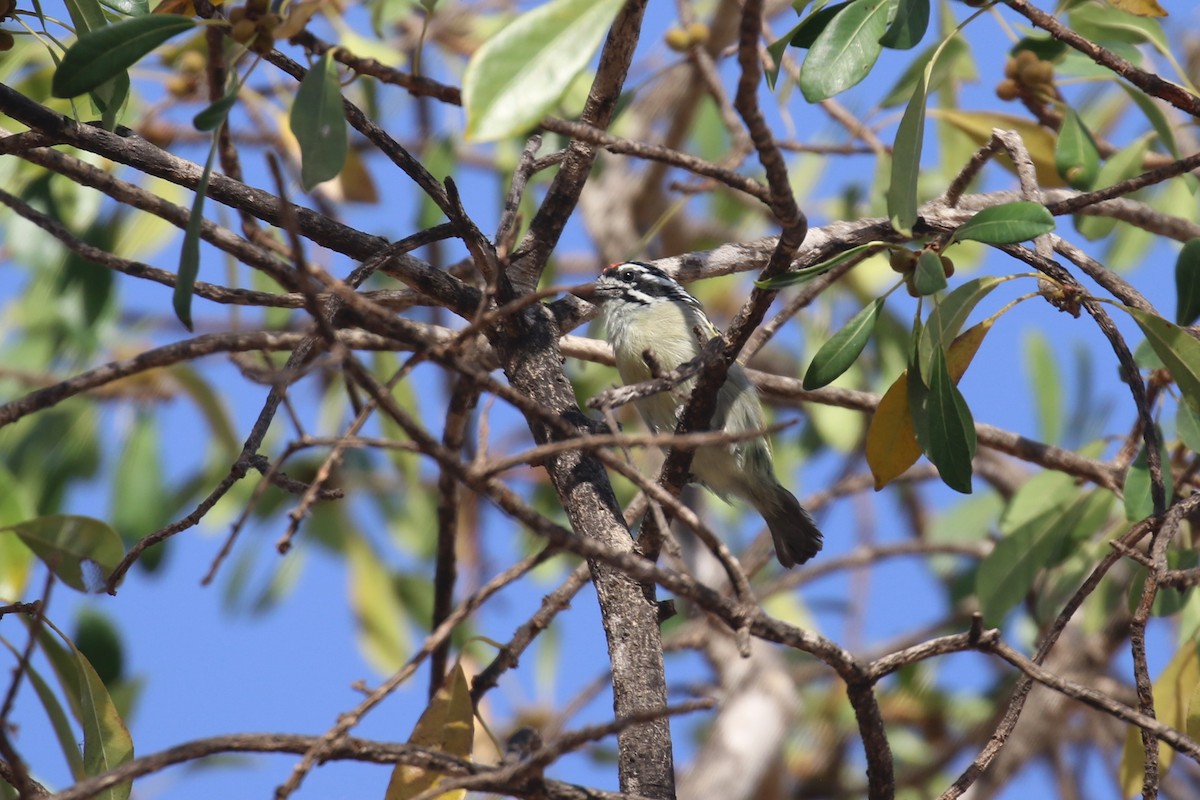 Red-fronted Tinkerbird - ML614889302