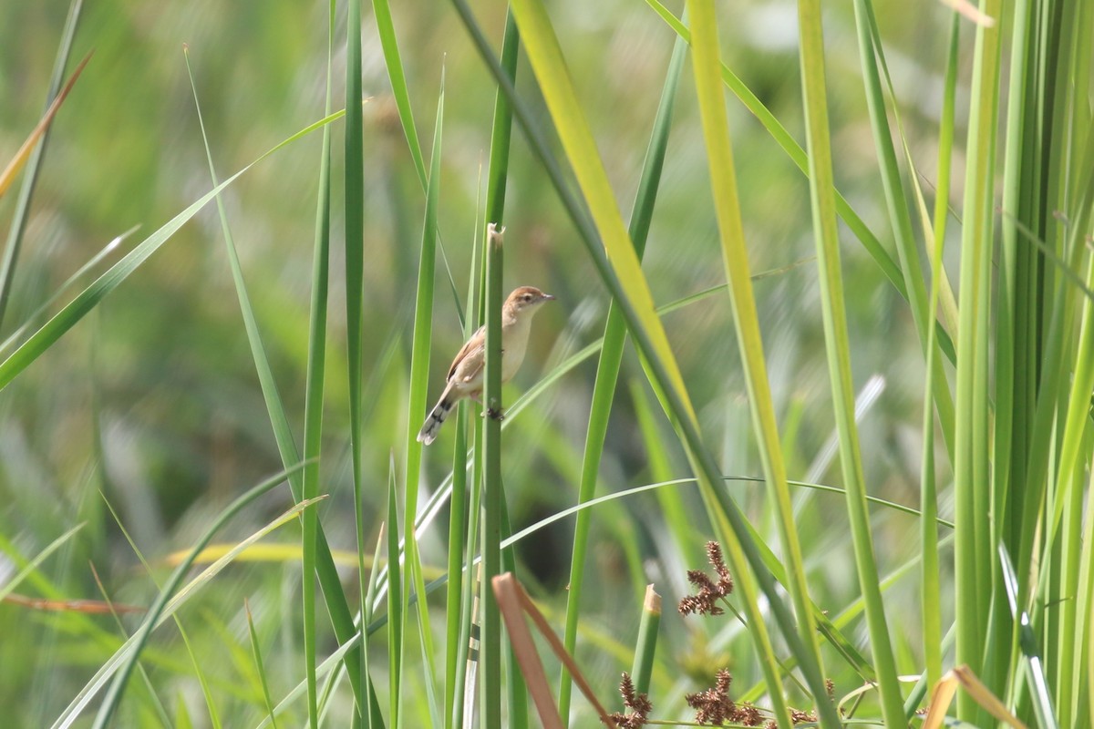 Carruthers's Cisticola - ML614889332