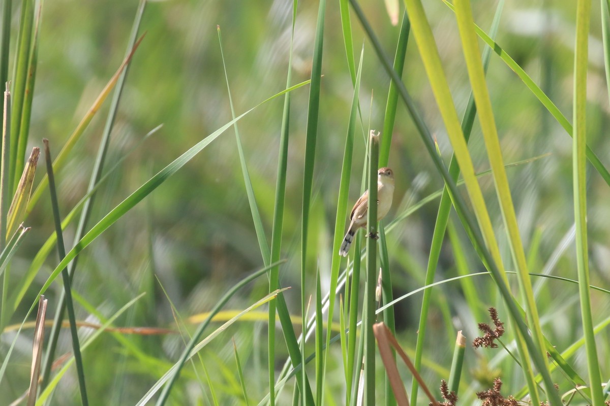 Carruthers's Cisticola - ML614889333