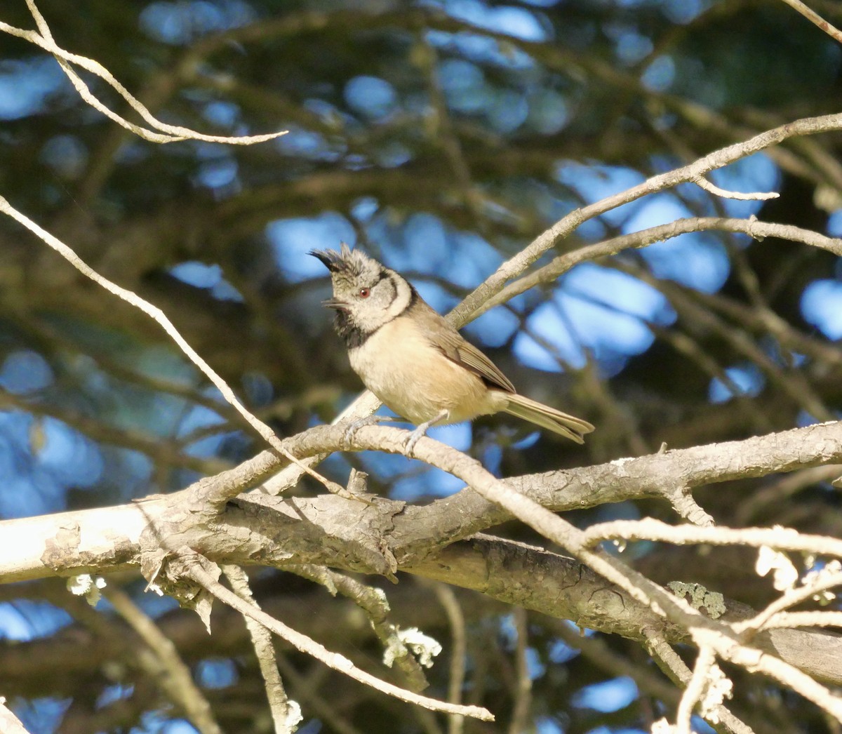 Crested Tit - ML614889466