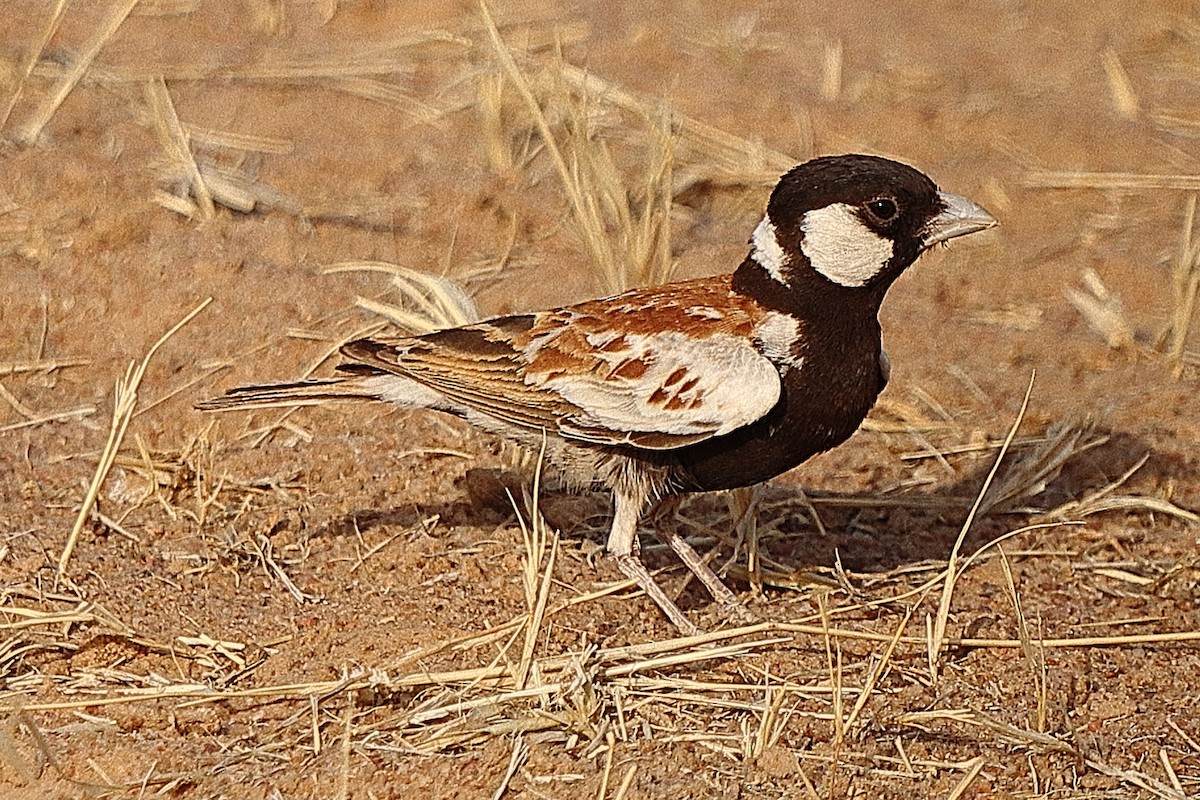 Chestnut-backed Sparrow-Lark - ML614889612